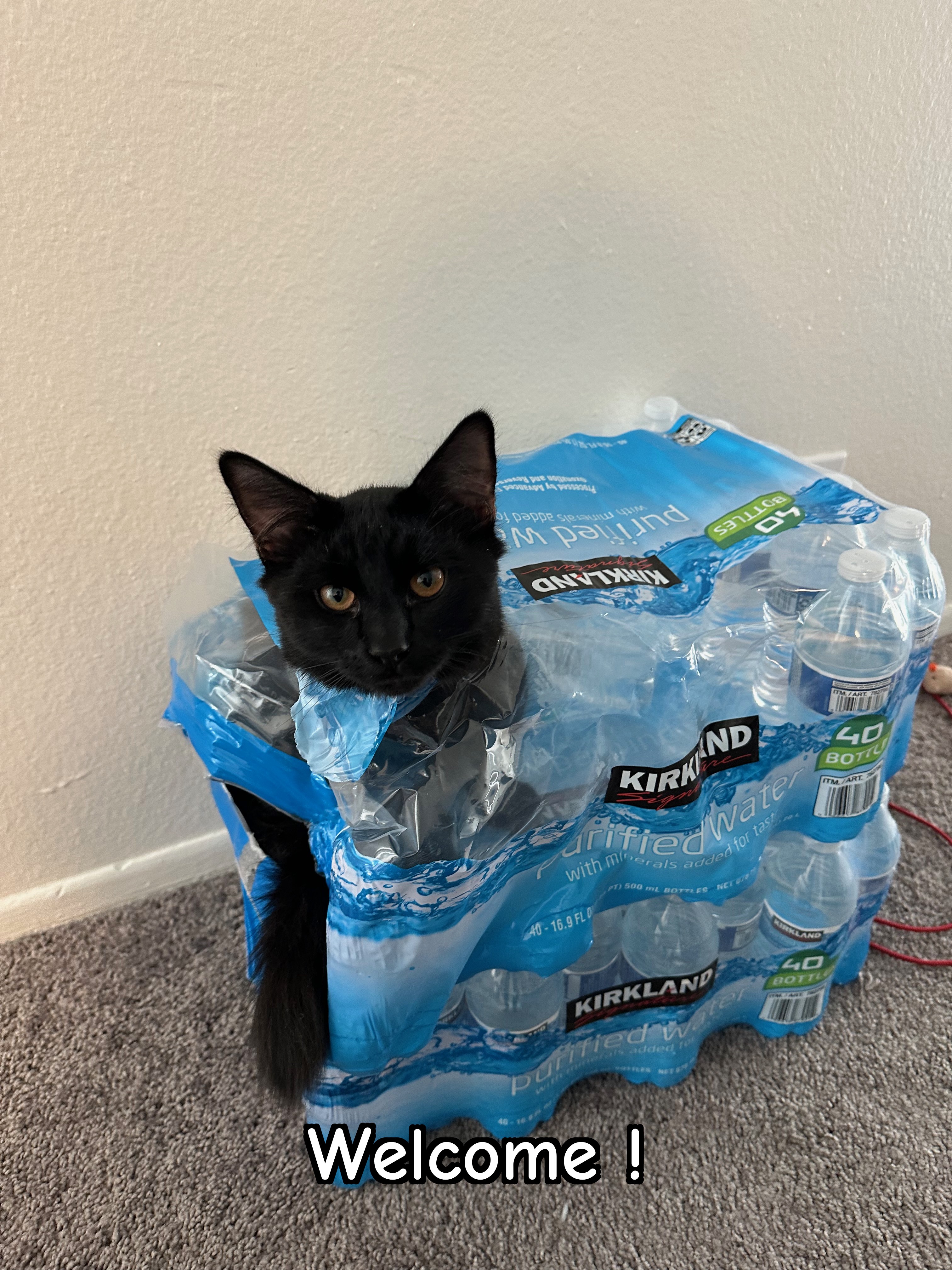 Cat picture